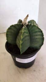 ASTROPHYTUM cv KIKKO Nº 1042 "Variegata" - vaso 15 - Imagem 6