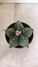 ASTROPHYTUM cv KIKKO Nº 1042 "Variegata" - vaso 15 - Imagem 3