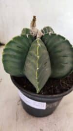 ASTROPHYTUM cv KIKKO Nº 1042 "Variegata" - vaso 15 - Imagem 7