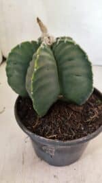 ASTROPHYTUM cv KIKKO Nº 1042 "Variegata" - vaso 15 - Imagem 8