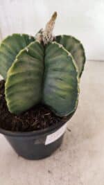 ASTROPHYTUM cv KIKKO Nº 1042 "Variegata" - vaso 15 - Imagem 10