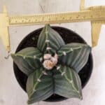 ASTROPHYTUM cv KIKKO Nº 1042 "Variegata" - vaso 15