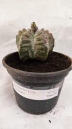 ASTROPHYTUM cv KIKKO Nº 1077 – vaso 15 - Imagem 2
