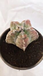 ASTROPHYTUM cv KIKKO Nº 1077 – vaso 15 - Imagem 9