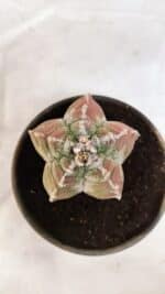 ASTROPHYTUM cv KIKKO Nº 1077 – vaso 15