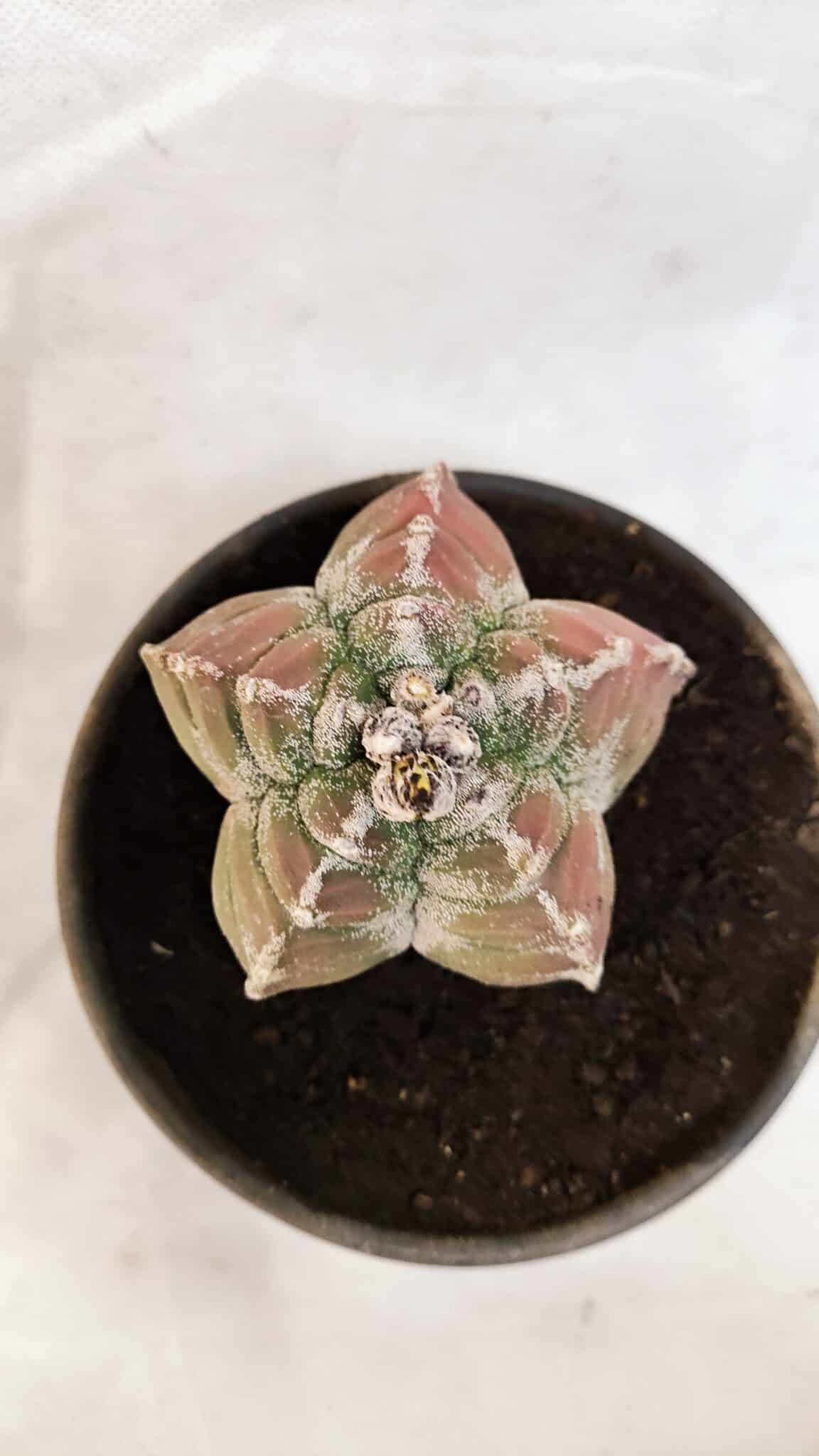 KIKKO 1077 (3) ASTROPHYTUM cv KIKKO Nº 1077 – vaso 15 - Imagem 1