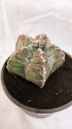 ASTROPHYTUM cv KIKKO Nº 1077 – vaso 15 - Imagem 8