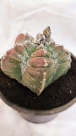 ASTROPHYTUM cv KIKKO Nº 1077 – vaso 15 - Imagem 7