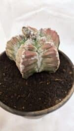 ASTROPHYTUM cv KIKKO Nº 1077 – vaso 15 - Imagem 6