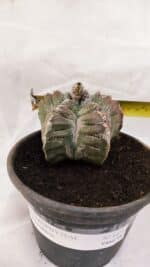 ASTROPHYTUM cv KIKKO Nº 1077 – vaso 15 - Imagem 4