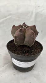 ASTROPHYTUM cv KIKKO Nº 1078 - vaso 11 - Imagem 2