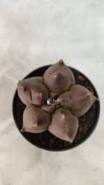 ASTROPHYTUM cv KIKKO Nº 1078 - vaso 11