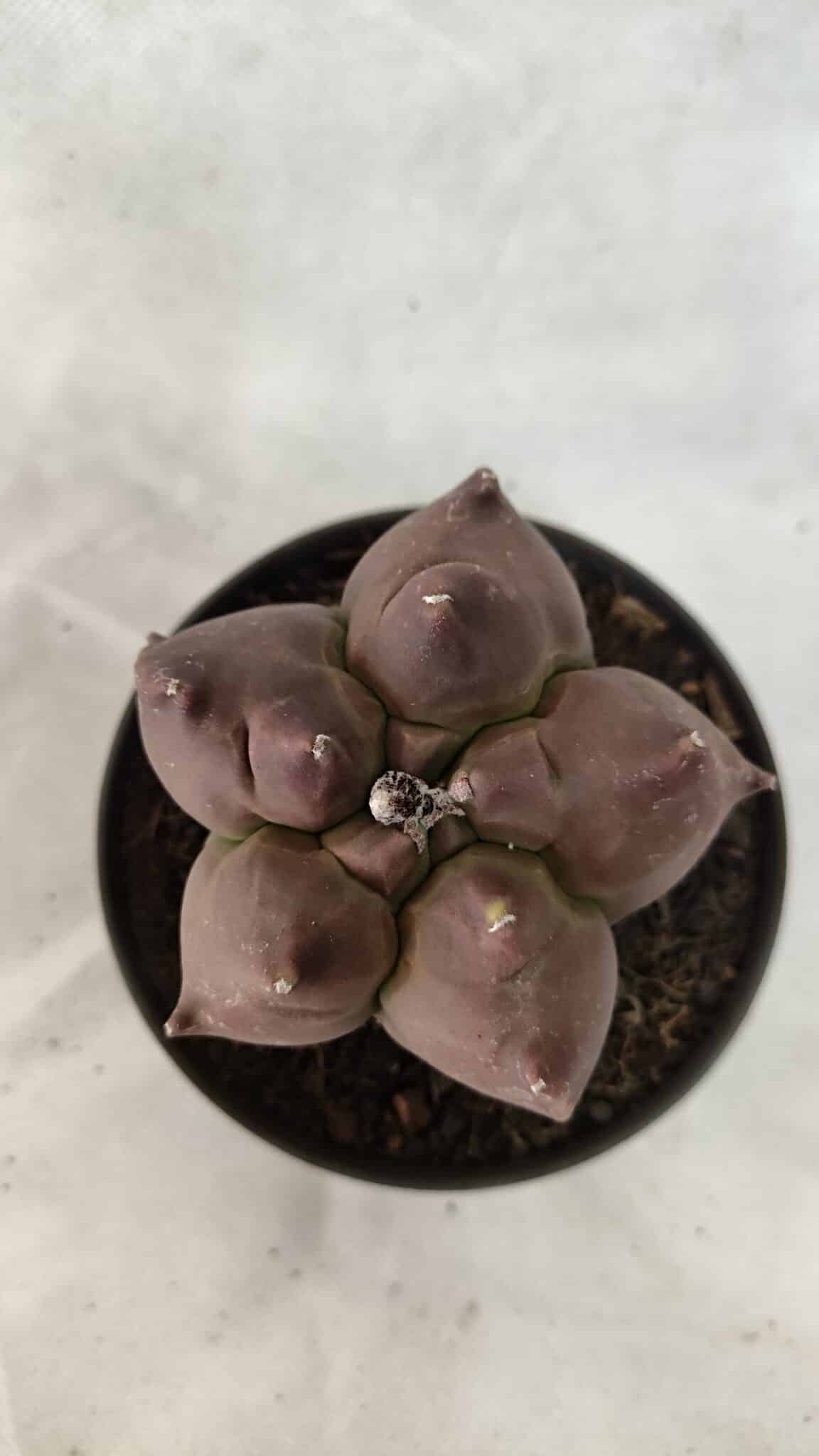 KIKKO 1078 (3) ASTROPHYTUM cv KIKKO Nº 1078 - vaso 11 - Imagem 1