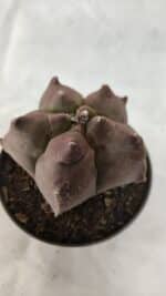 ASTROPHYTUM cv KIKKO Nº 1078 - vaso 11 - Imagem 6