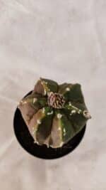 ASTROPHYTUM cv KIKKO "Exótico" Nº 1079 – vaso 09