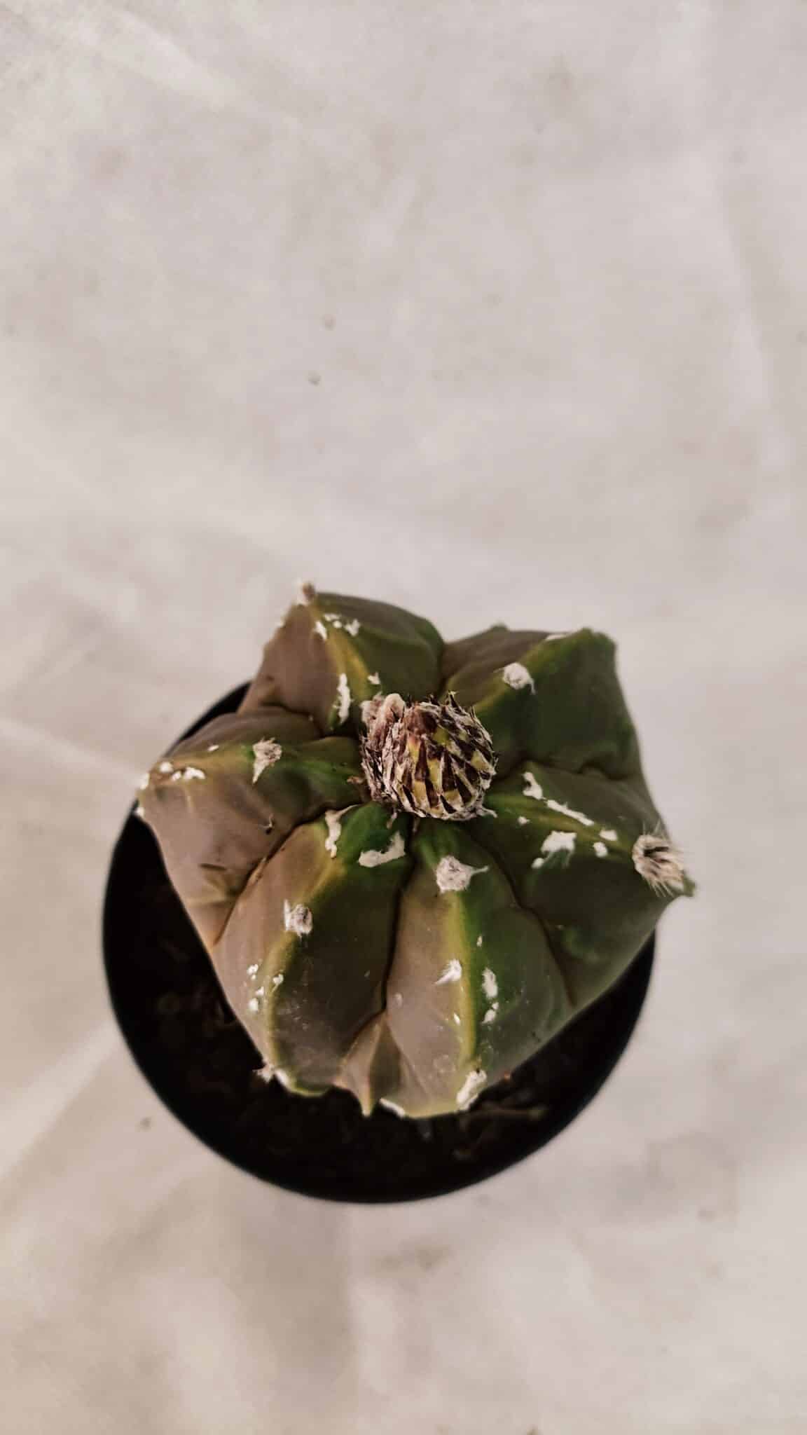 KIKKO 1079 (2) ASTROPHYTUM cv KIKKO "Exótico" Nº 1079 – vaso 09 - Imagem 1