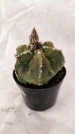 ASTROPHYTUM cv KIKKO "Exótico" Nº 1079 – vaso 09 - Imagem 7