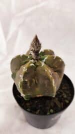 ASTROPHYTUM cv KIKKO "Exótico" Nº 1079 – vaso 09 - Imagem 6