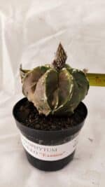 ASTROPHYTUM cv KIKKO "Exótico" Nº 1079 – vaso 09 - Imagem 4