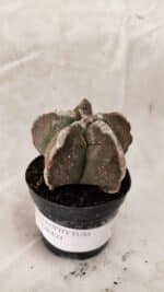 ASTROPHYTUM cv KIKKO Nº 1080 – vaso 09 - Imagem 2