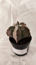 ASTROPHYTUM cv KIKKO Nº 1080 – vaso 09 - Imagem 9