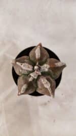 ASTROPHYTUM cv KIKKO Nº 1080 – vaso 09