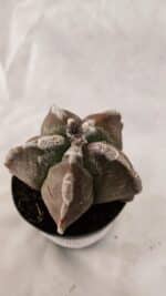 ASTROPHYTUM cv KIKKO Nº 1080 – vaso 09 - Imagem 5