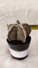 ASTROPHYTUM cv KIKKO Nº 1080 – vaso 09 - Imagem 4