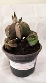 ASTROPHYTUM cv KIKKO "Colonia - Multicostatum" Nº 1081 – vaso 15 - Imagem 2