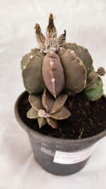 ASTROPHYTUM cv KIKKO "Colonia - Multicostatum" Nº 1081 – vaso 15 - Imagem 5