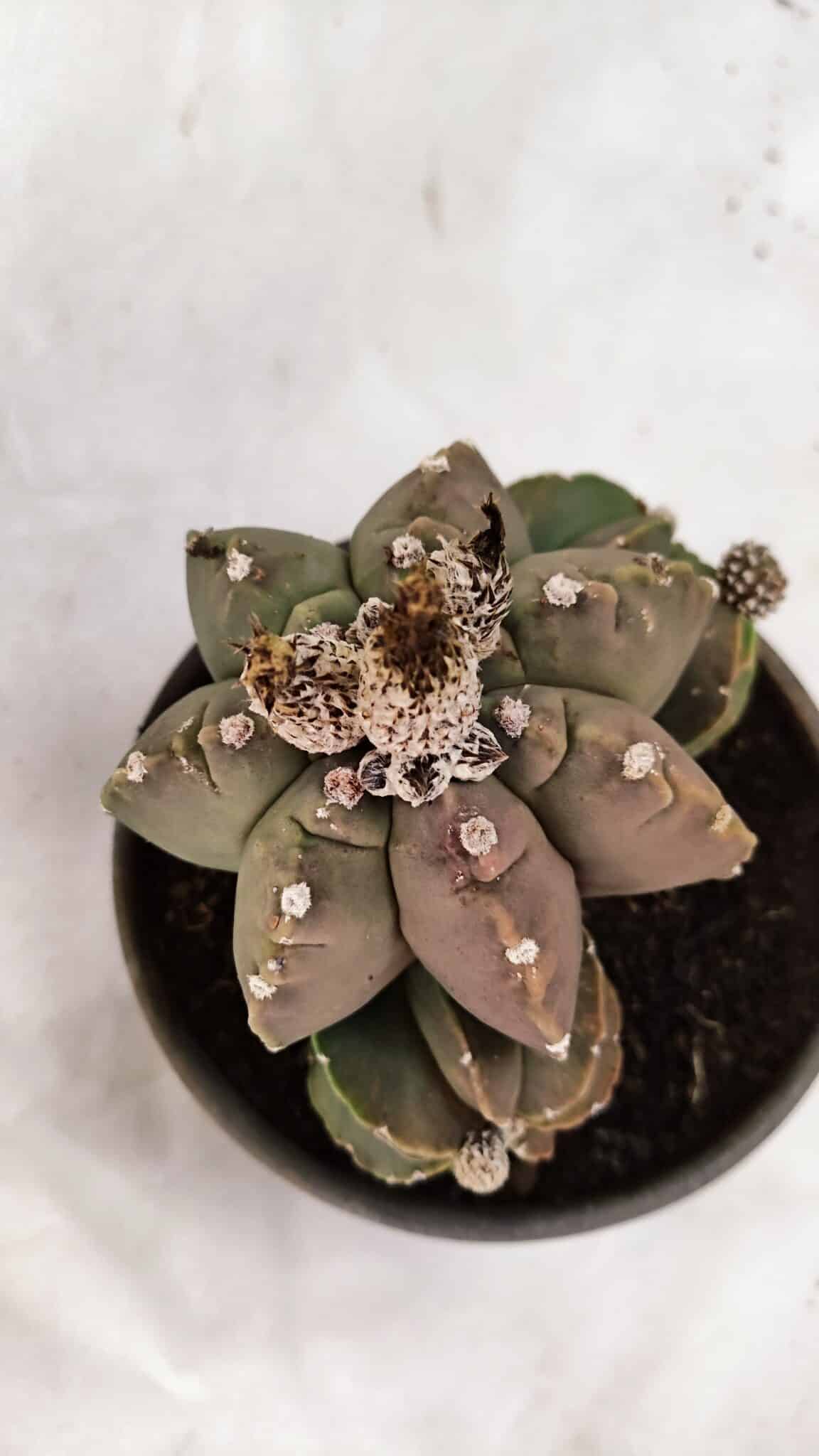 KIKKO 1081 (3) ASTROPHYTUM cv KIKKO "Colonia - Multicostatum" Nº 1081 – vaso 15 - Imagem 1