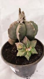 ASTROPHYTUM cv KIKKO "Colonia - Multicostatum" Nº 1081 – vaso 15 - Imagem 6