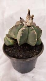 ASTROPHYTUM cv KIKKO "Colonia - Multicostatum" Nº 1081 – vaso 15 - Imagem 7