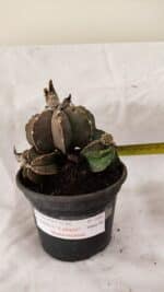 ASTROPHYTUM cv KIKKO "Colonia - Multicostatum" Nº 1081 – vaso 15 - Imagem 4