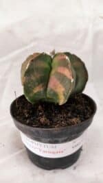 ASTROPHYTUM cv KIKKO Nº 1082 "Variegata" - vaso 11