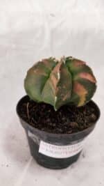 ASTROPHYTUM cv KIKKO Nº 1082 "Variegata" - vaso 11 - Imagem 9