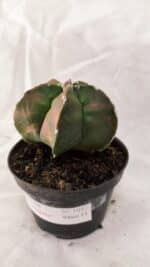 ASTROPHYTUM cv KIKKO Nº 1082 "Variegata" - vaso 11 - Imagem 8