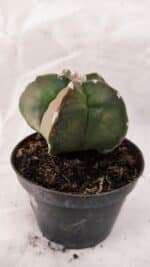 ASTROPHYTUM cv KIKKO Nº 1082 "Variegata" - vaso 11 - Imagem 7