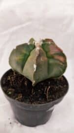 ASTROPHYTUM cv KIKKO Nº 1082 "Variegata" - vaso 11 - Imagem 6