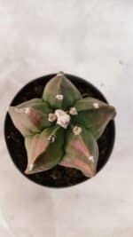 ASTROPHYTUM cv KIKKO Nº 1082 "Variegata" - vaso 11 - Imagem 3