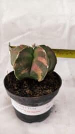 ASTROPHYTUM cv KIKKO Nº 1082 "Variegata" - vaso 11 - Imagem 4