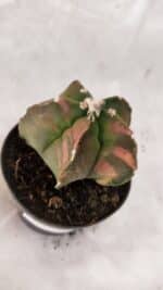 ASTROPHYTUM cv KIKKO Nº 1082 "Variegata" - vaso 11 - Imagem 5