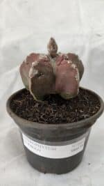 ASTROPHYTUM cv KIKKO Nº 1083 – vaso 15 - Imagem 2