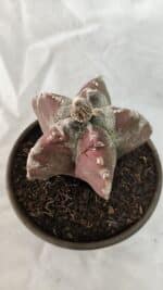 ASTROPHYTUM cv KIKKO Nº 1083 – vaso 15 - Imagem 8