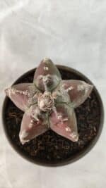 ASTROPHYTUM cv KIKKO Nº 1083 – vaso 15