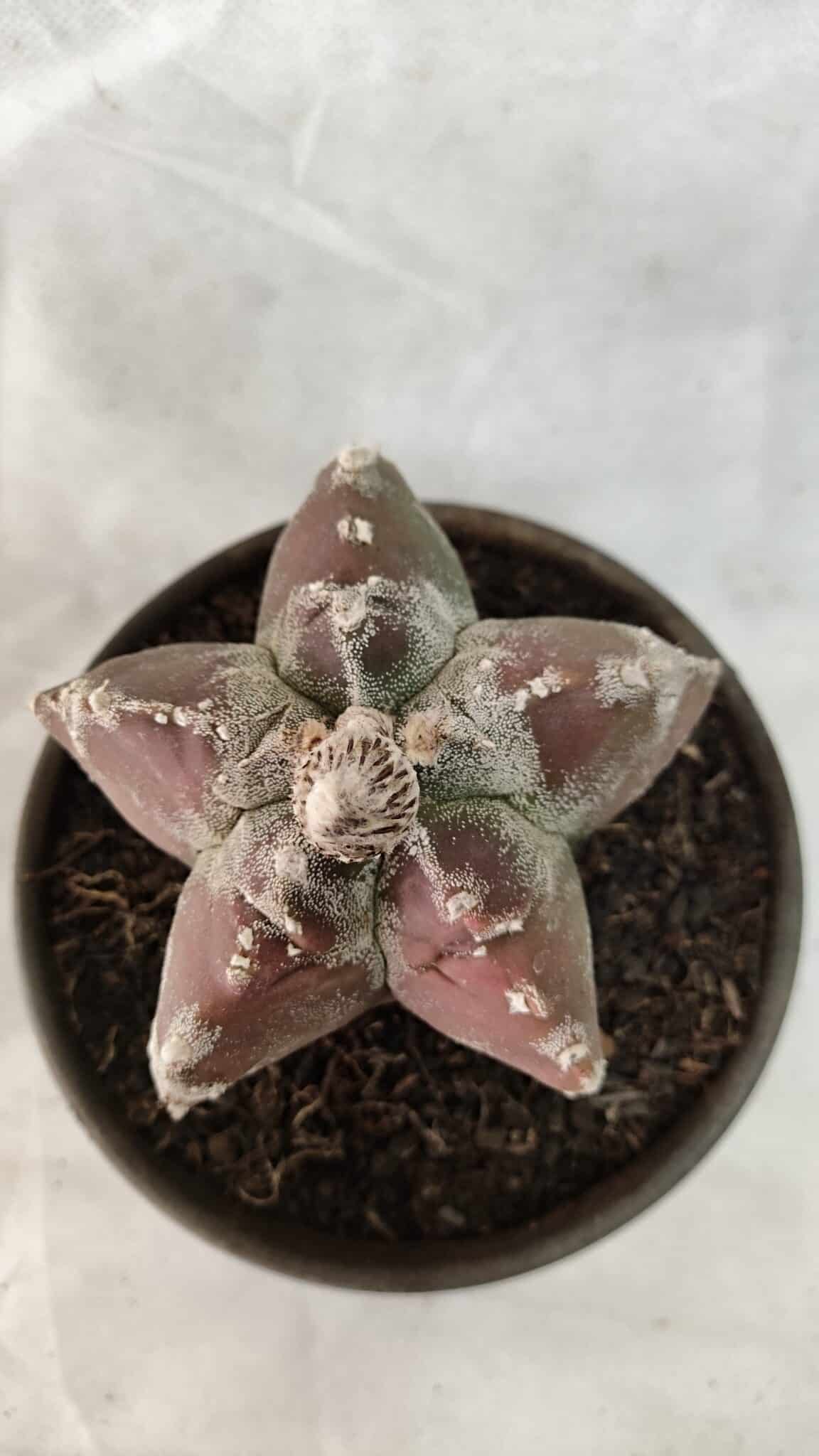 KIKKO 1083 (3) ASTROPHYTUM cv KIKKO Nº 1083 – vaso 15 - Imagem 1