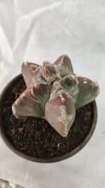 ASTROPHYTUM cv KIKKO Nº 1083 – vaso 15 - Imagem 7