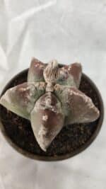 ASTROPHYTUM cv KIKKO Nº 1083 – vaso 15 - Imagem 6