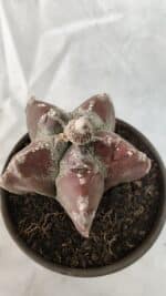 ASTROPHYTUM cv KIKKO Nº 1083 – vaso 15 - Imagem 5