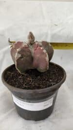 ASTROPHYTUM cv KIKKO Nº 1083 – vaso 15 - Imagem 4